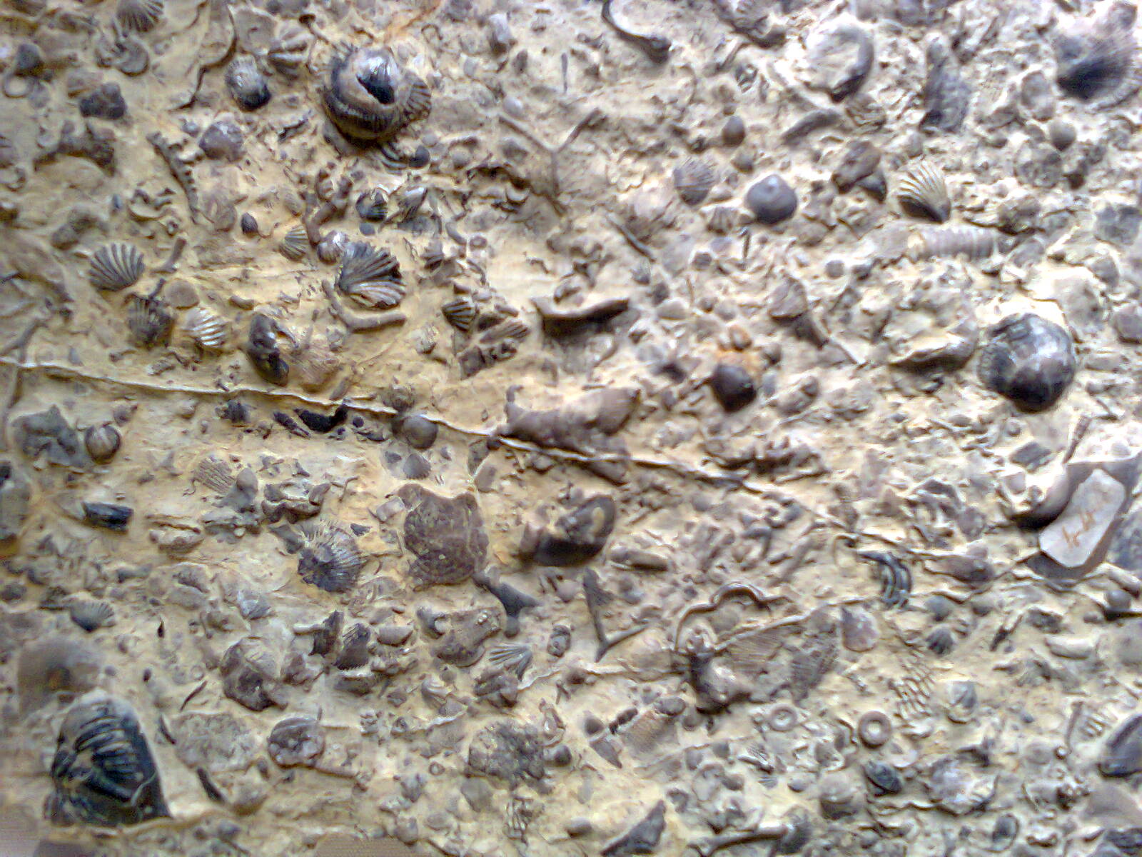 fossils