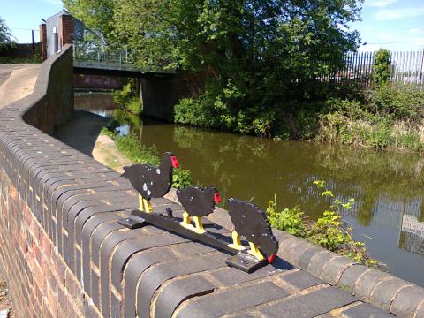 Moorhens