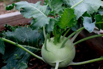 Kohlrabi